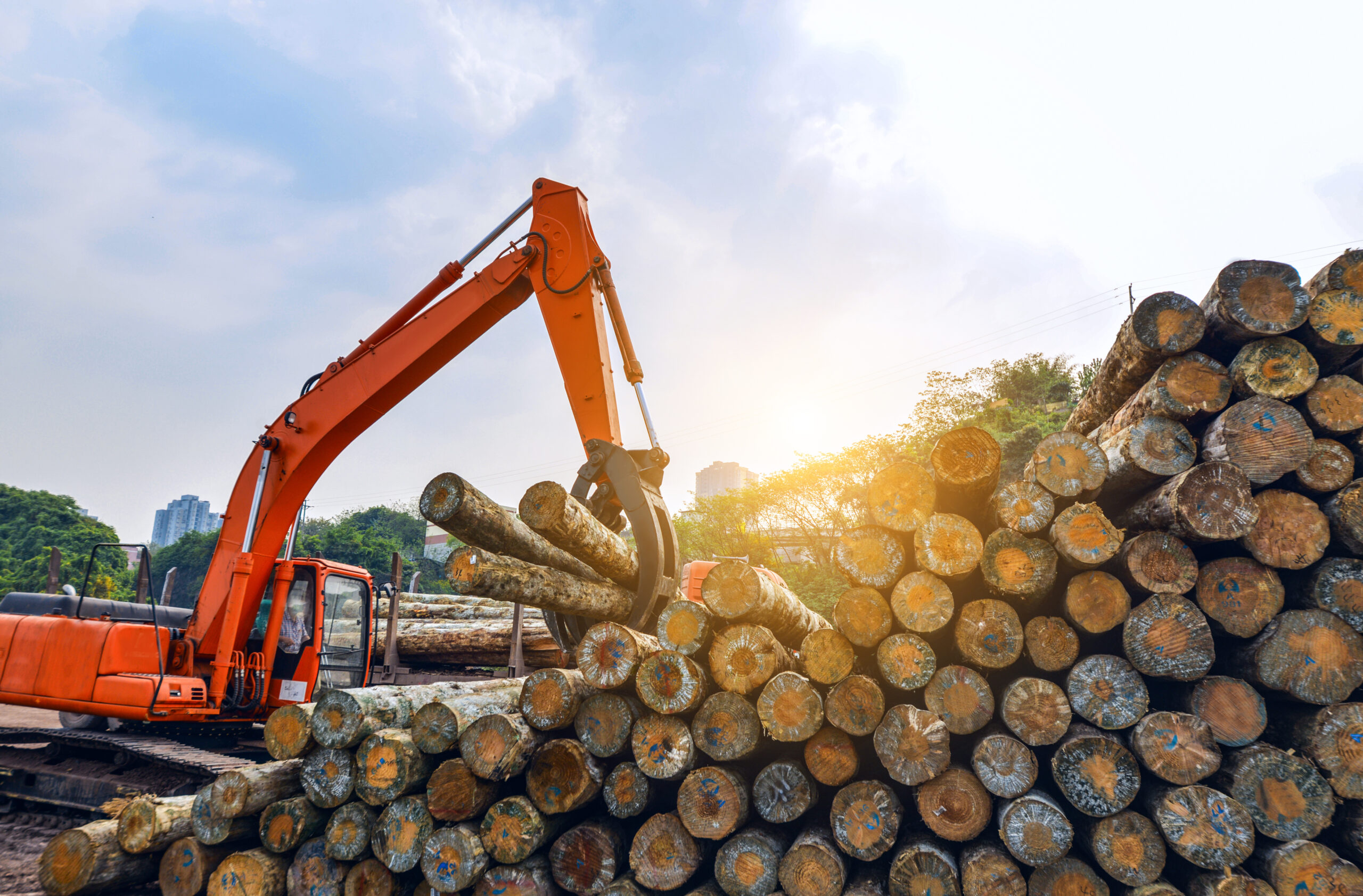 Wood processing factory