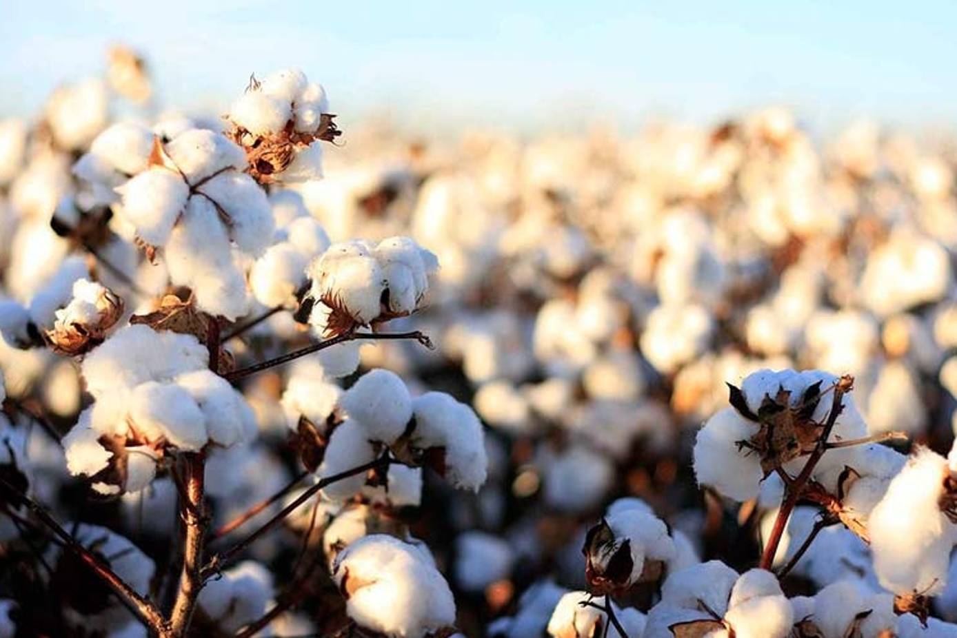 Cotton-nn1