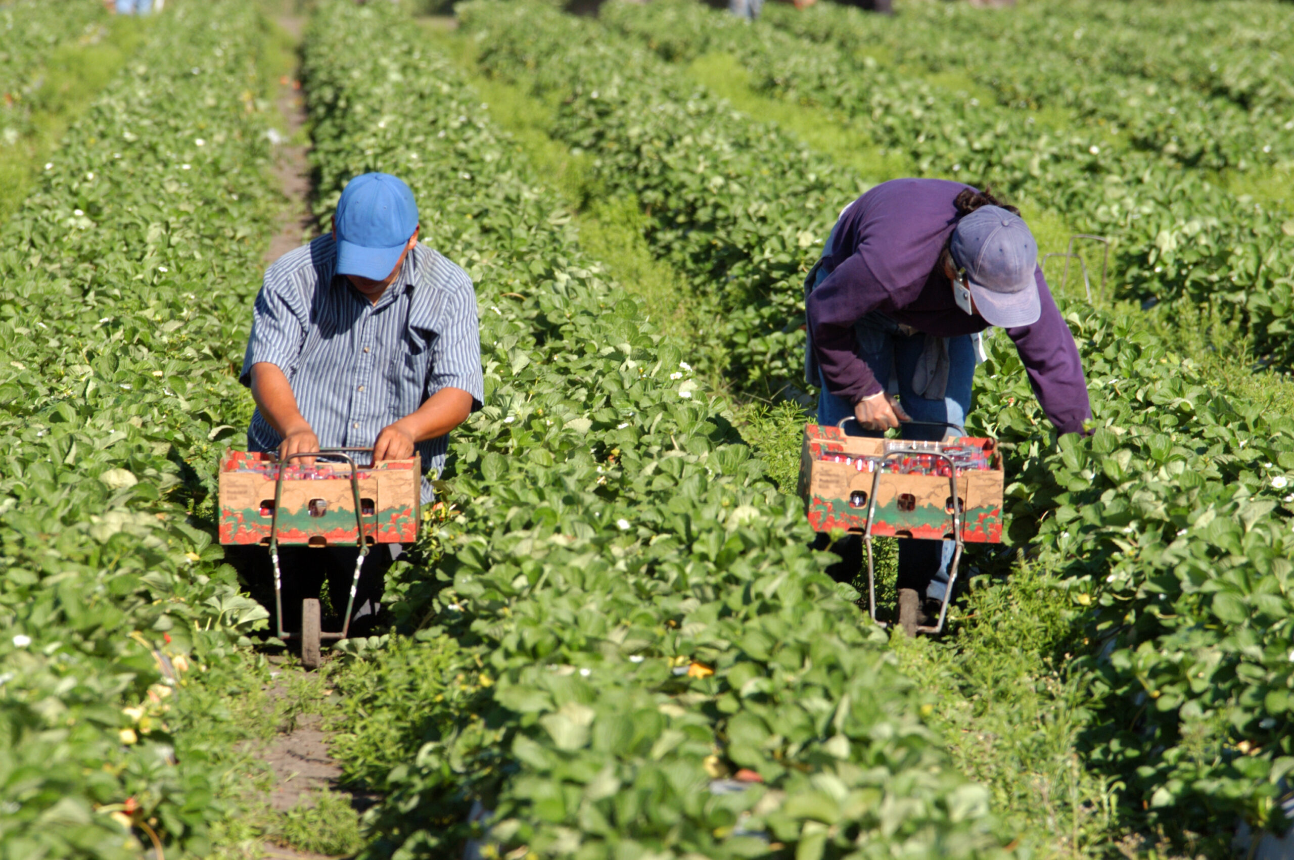 Strawberry picker migrant woorkers
