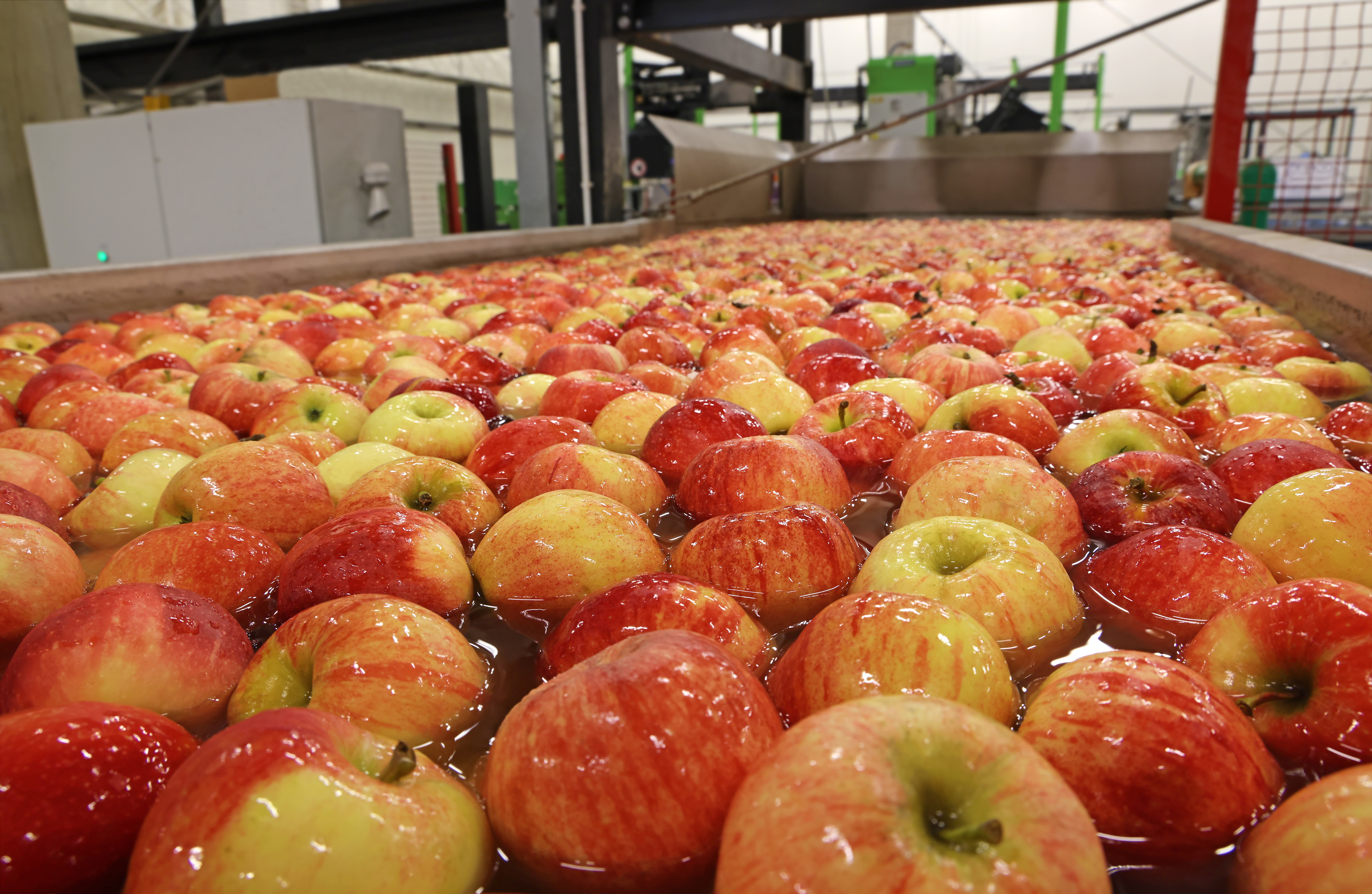 Apples floating in a sort of water conveyer, washing and grading