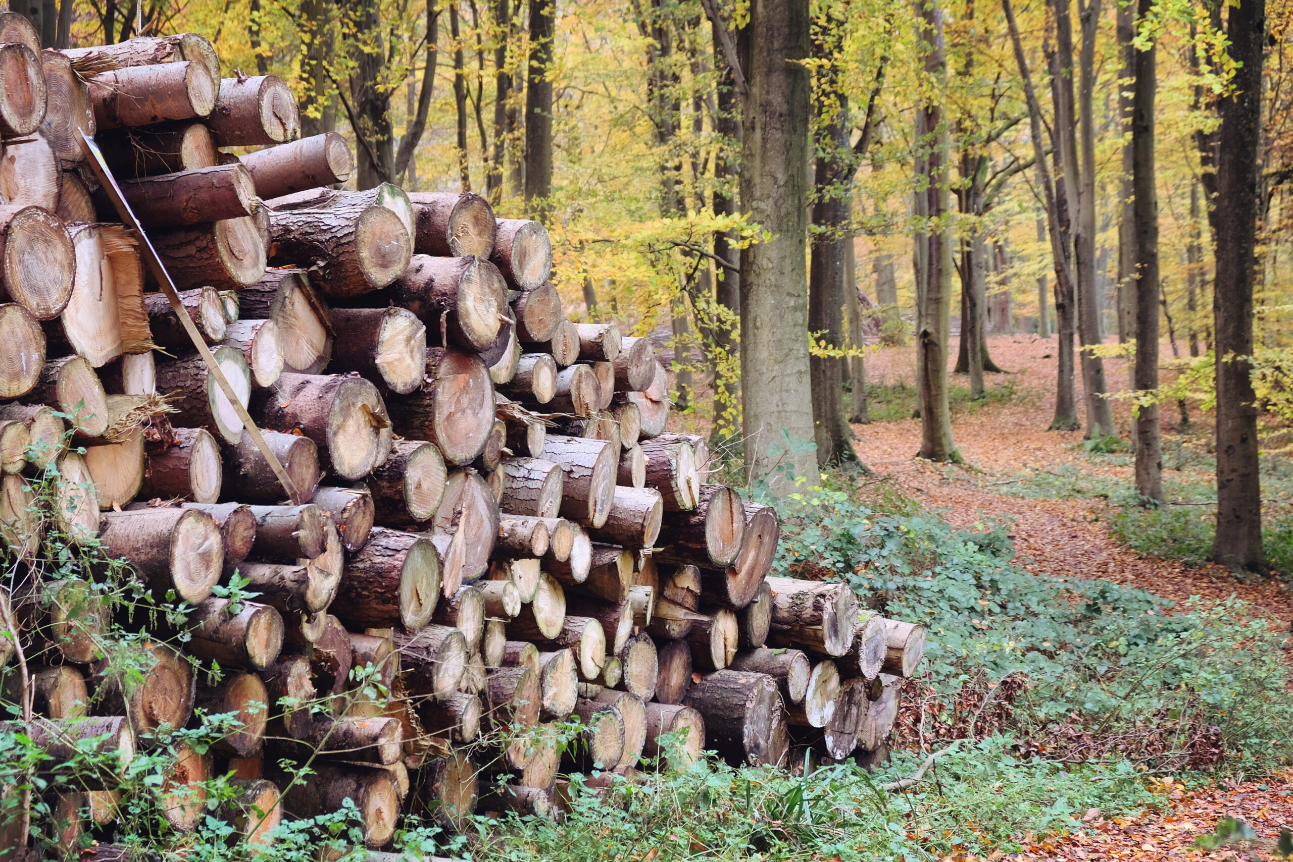 Logs and autumn colour in beech woodland, Chantry Woods, Guildfo