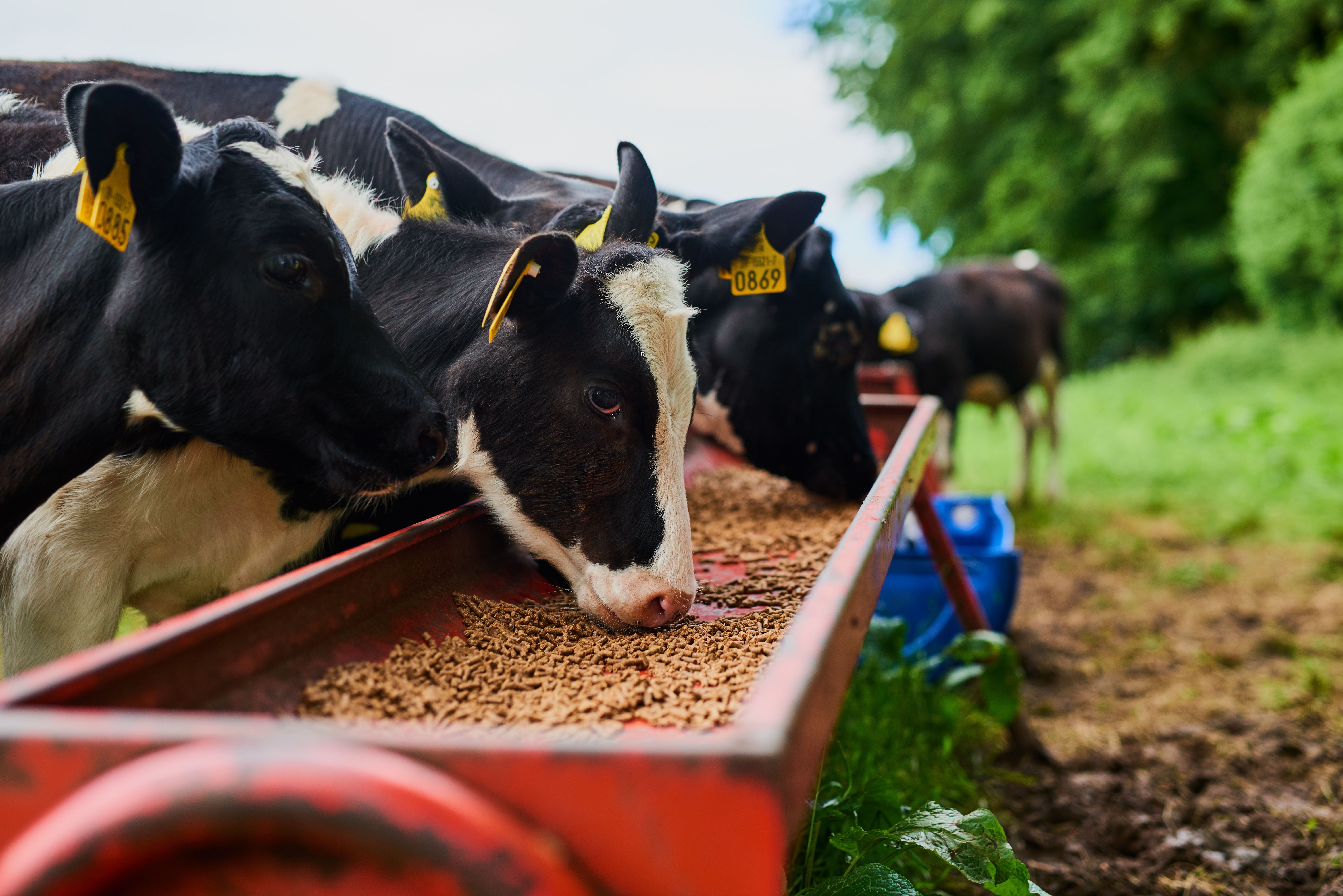 Sustainable, agriculture and cows eating on a farm for health, wellness and dairy supply. Industry, farming and cattle feeding outdoor in eco friendly, nature or livestock environment in countryside.